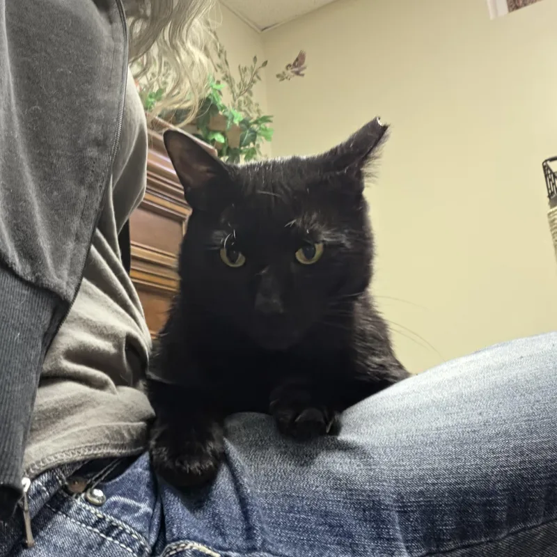 A young medium-sized male American Shorthair cat named Samson for adoption in Parlin, NJ