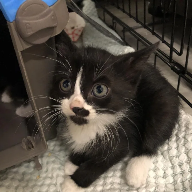A baby small-sized female Black Domestic Short Hair cat named Obsidian for adoption in Oak Park, IL