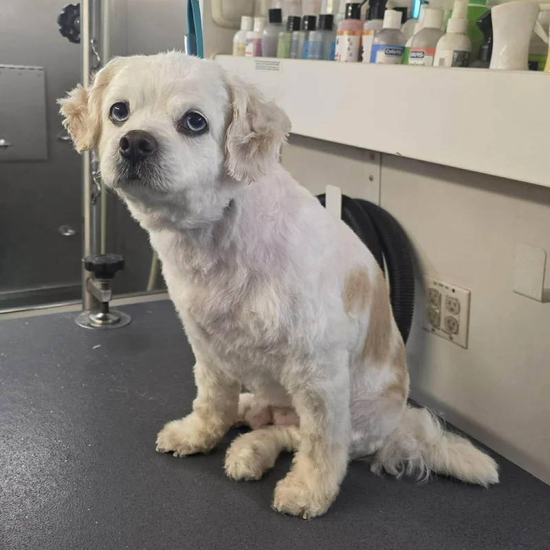 An adult small-sized male Cavalier King Charles Spaniel dog named Marlow for adoption in Virginia Beach, VA