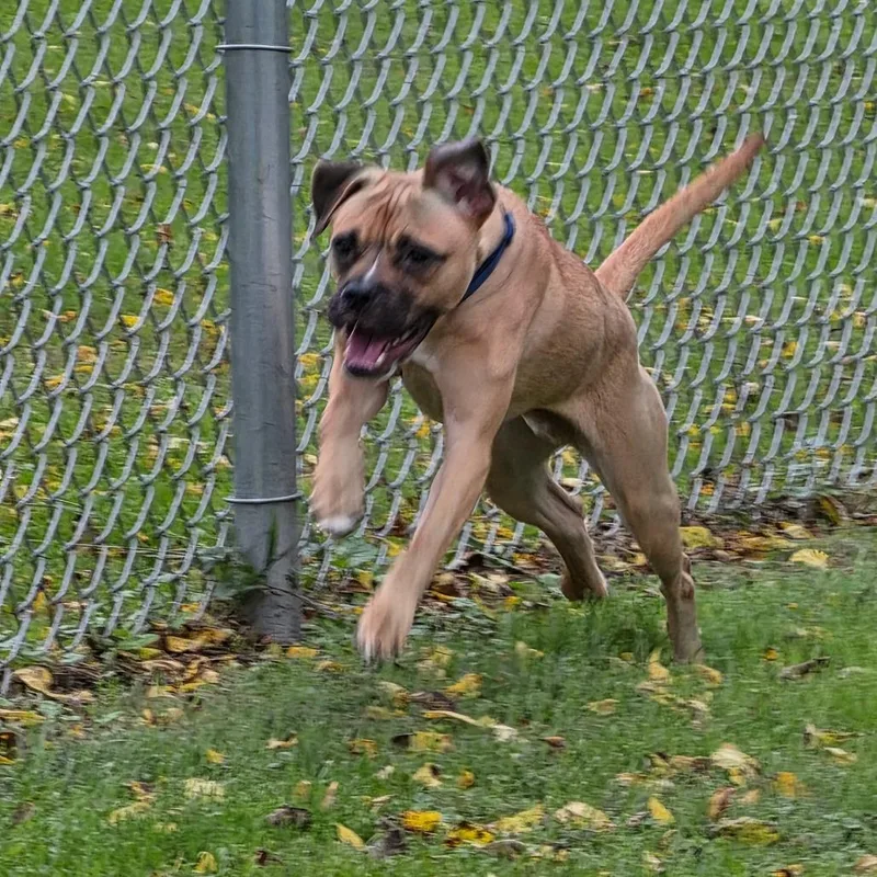 A young small-sized male Brown / Chocolate Pug dog named Patrick for adoption in Marshalltown, IA