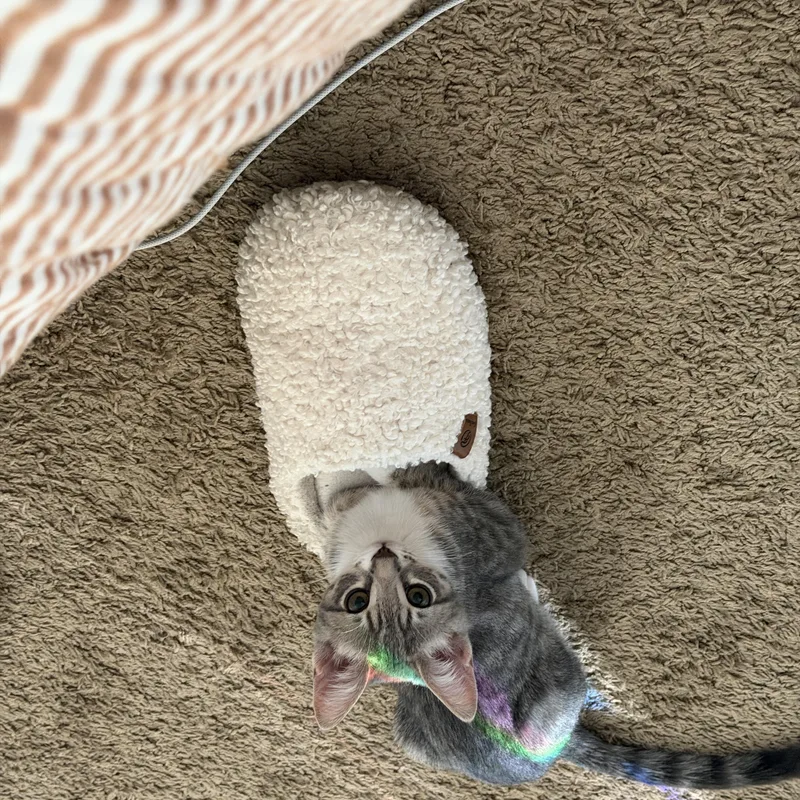 A baby medium-sized female Tabby (Gray / Blue / Silver) Domestic Short Hair cat named Nami for adoption in Davis, CA