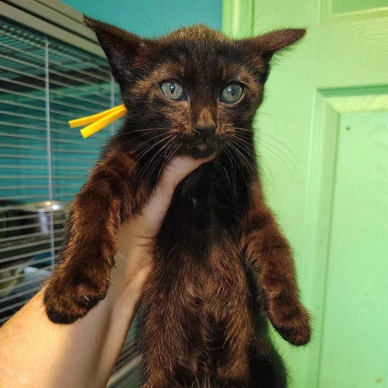 A baby small-sized female Black Domestic Short Hair cat named Pencil for adoption in Osawatomie, KS