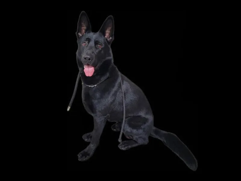 A young large-sized male German Shepherd Dog dog named Ranger for adoption in Los Angeles, CA