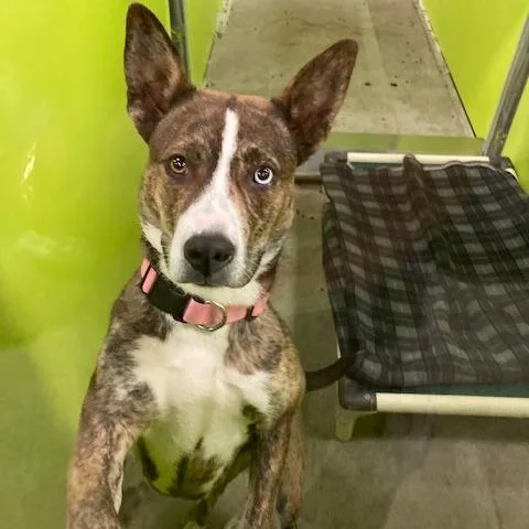 A young medium-sized female Brown / Chocolate Cattle Dog dog named Blue  Stray Hold for adoption in Spokane, WA