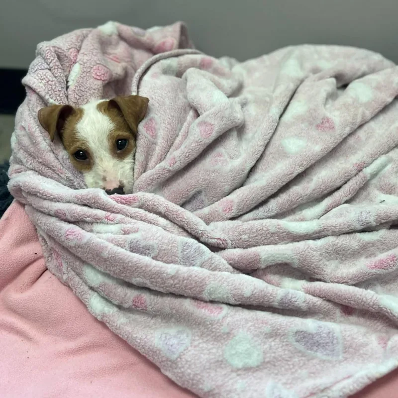 Springtime thumbnail 4