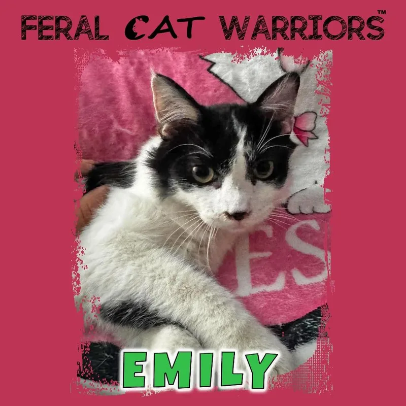 A young small-sized female White Domestic Short Hair cat named Emily for adoption in Kingman, AZ