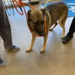 An adult large-sized female Black German Shepherd Dog dog named YORKStray for adoption in York, PA