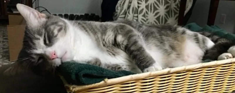 A young extra large-sized male Gray / Blue / Silver Tabby cat named Max for adoption in Beckley, WV