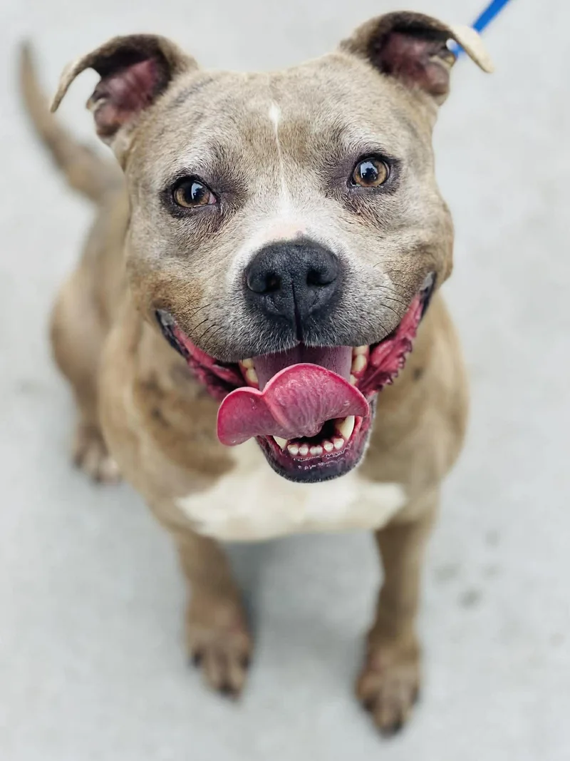 An adult medium-sized female Merle (Blue) Pit Bull Terrier dog named Ac "peach" for adoption in Conyers, GA
