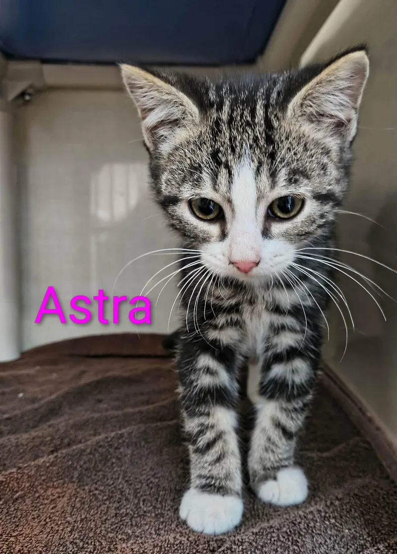 A baby medium-sized female Tabby (Gray / Blue / Silver) Domestic Short Hair cat named Astra for adoption in Saint Marys, PA