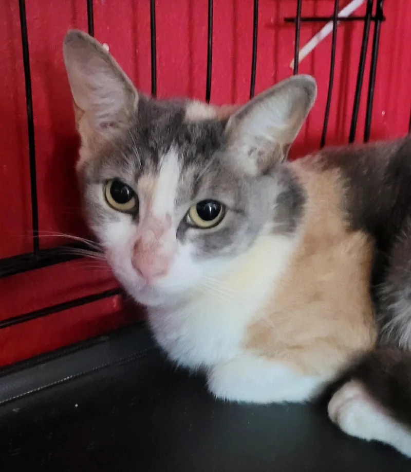 A young medium-sized female Domestic Short Hair cat named Ollie for adoption in Broomall, PA