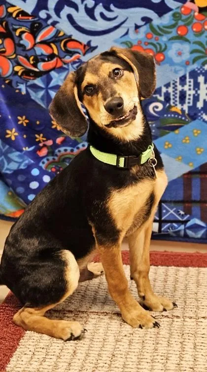A baby small-sized male Yellow / Tan / Blond / Fawn Beagle dog named Snickers for adoption in Hamilton, OH