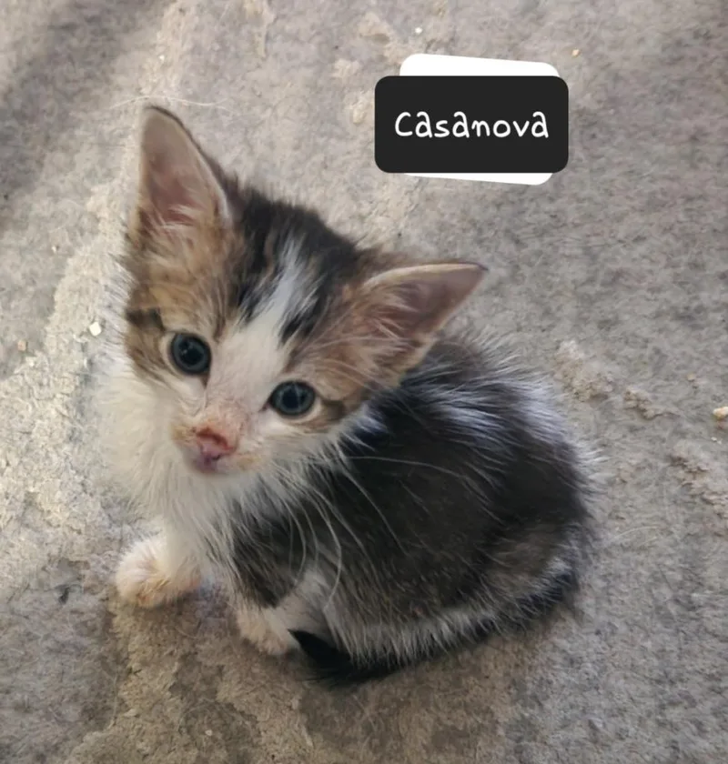 A baby small-sized male Domestic Short Hair cat named Casanova for adoption in San Jacinto, CA