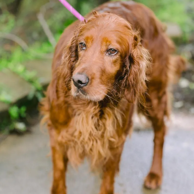 An adult medium-sized female Irish Setter dog named Ava for adoption in Zionsville, IN