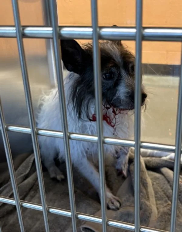 An adult small-sized male Terrier dog named Vc D Mason for adoption in Lawrenceville, GA