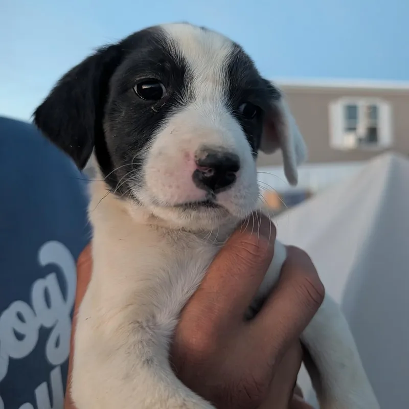 A baby small-sized female Black Mixed Breed dog named Nurse for adoption in Park City, UT