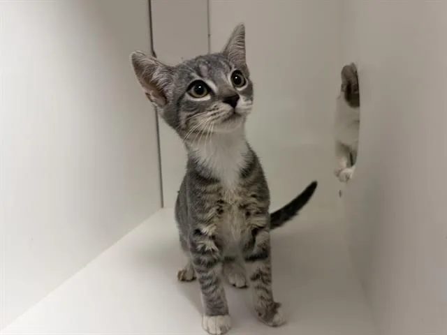 A baby small-sized female Domestic Short Hair cat named Ellie for adoption in Ontario, CA