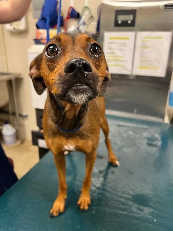 An adult medium-sized female Brown / Chocolate Mixed Breed dog named Ariel for adoption in Mobile, AL