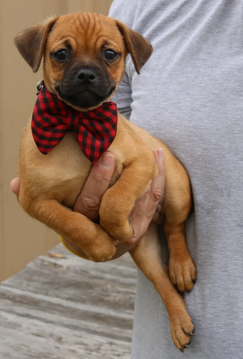 A baby small-sized male Pug dog named Johnny for adoption in Bandera, TX
