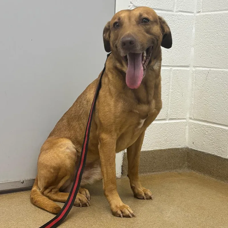 An adult medium-sized male Labrador Retriever dog named Rudy for adoption in Corpus Christi, TX