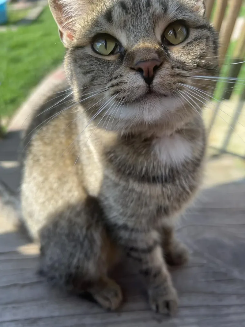 A young small-sized female Tabby cat named Velma for adoption in Richmond Dale, OH