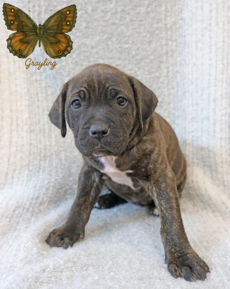 Grayling Wingsoflove thumbnail 2