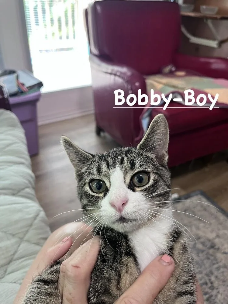 A baby small-sized male Domestic Short Hair cat named Bobby for adoption in Telford, PA