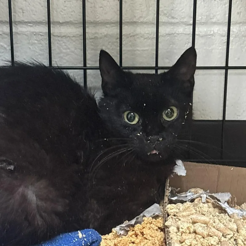 An adult small-sized female Black Domestic Short Hair cat named SVASStray for adoption in Lyndhurst, VA