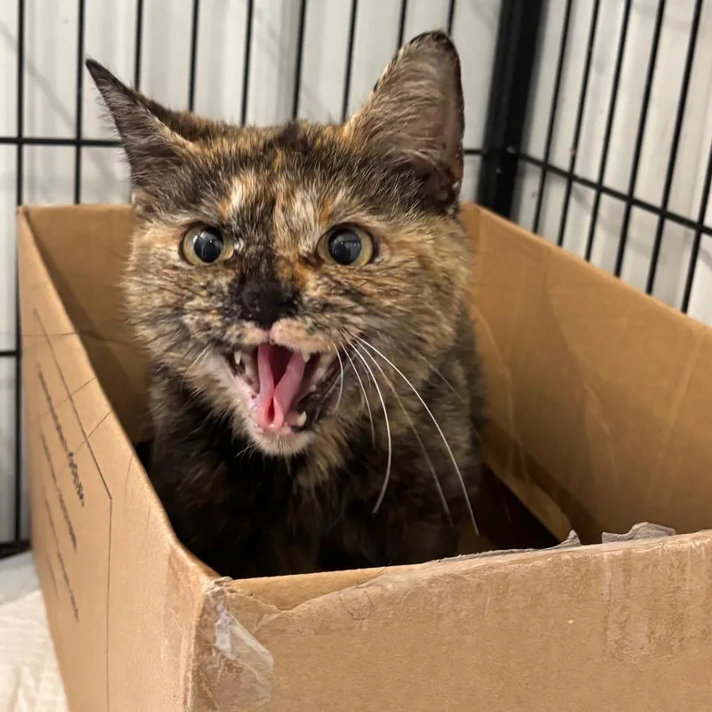 A young small-sized female Domestic Short Hair cat named Tofu for adoption in Corbin, KY