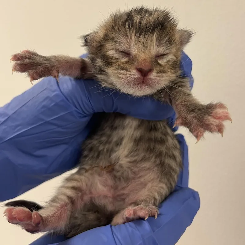 A baby small-sized female Black Domestic Short Hair cat named Jade for adoption in Philadelphia, PA