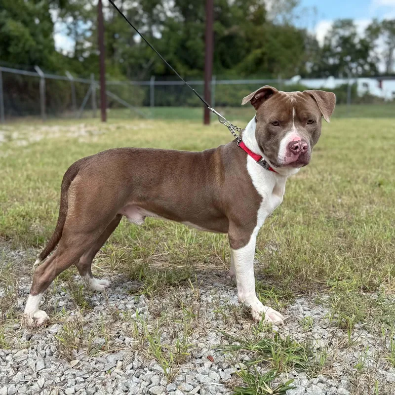 An adult large-sized male Pit Bull Terrier dog named Gunner for adoption in Jeffersonville, IN
