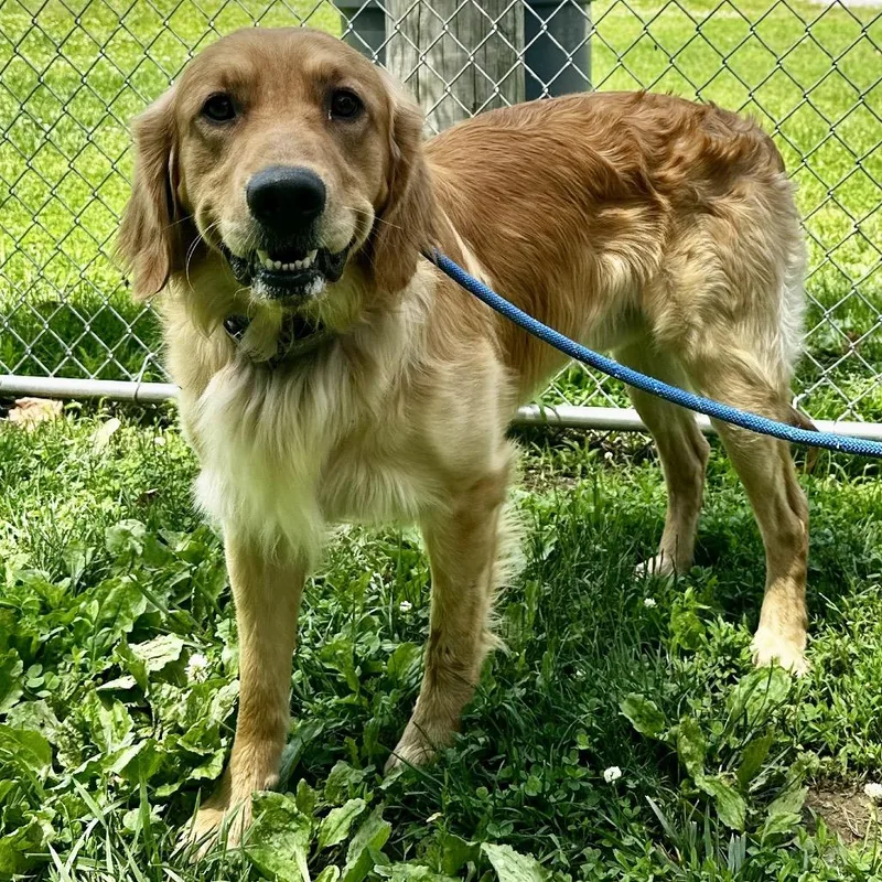 An adult large-sized male Golden Retriever dog named Lemmy for adoption in Warrensburg, MO