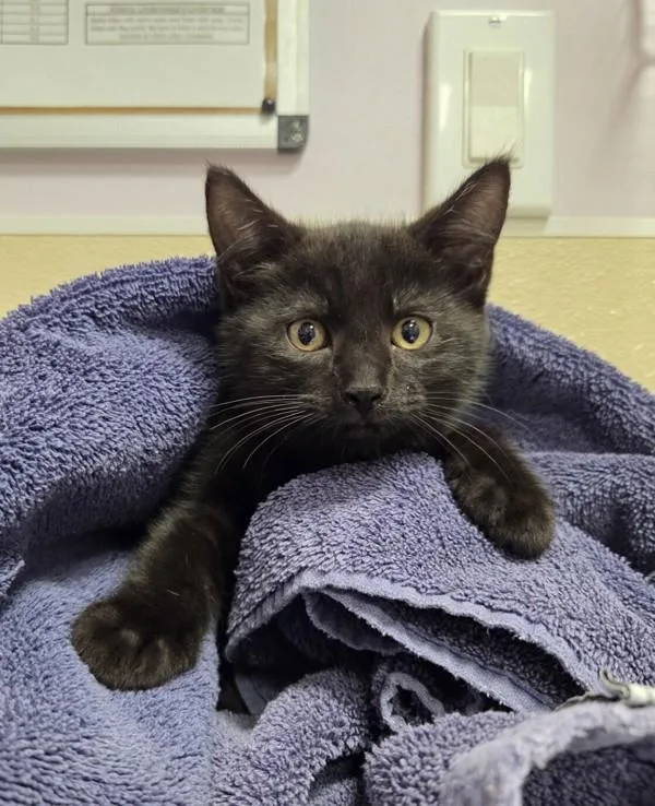 A baby small-sized male Domestic Short Hair cat named Asta for adoption in Vancouver, WA