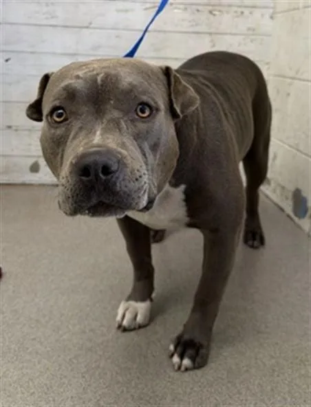 A young large-sized female Pit Bull Terrier dog named Carla for adoption in San Bernardino, CA