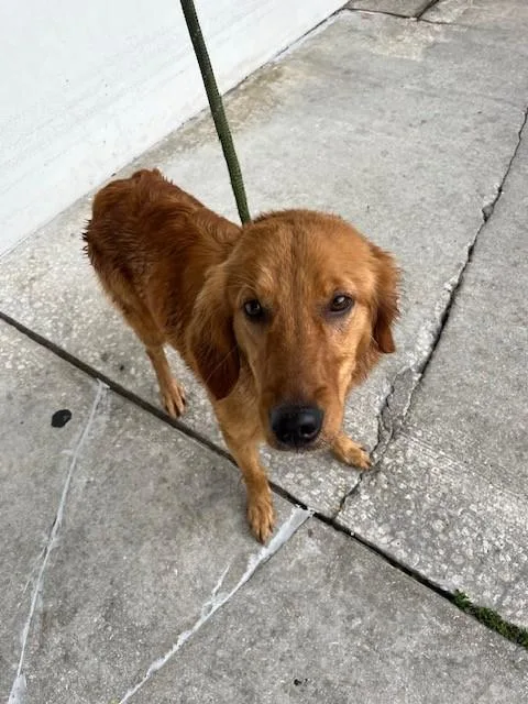 A young medium-sized female Labrador Retriever dog named Daisy for adoption in Miami, FL