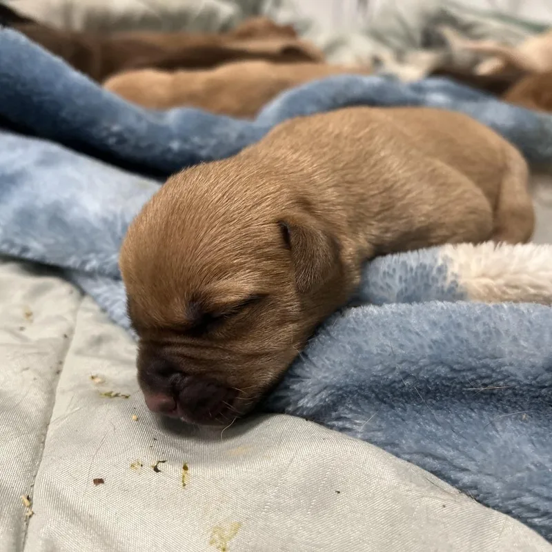 A baby small-sized male Yellow / Tan / Blond / Fawn Labrador Retriever dog named Thyme for adoption in Hohenwald, TN