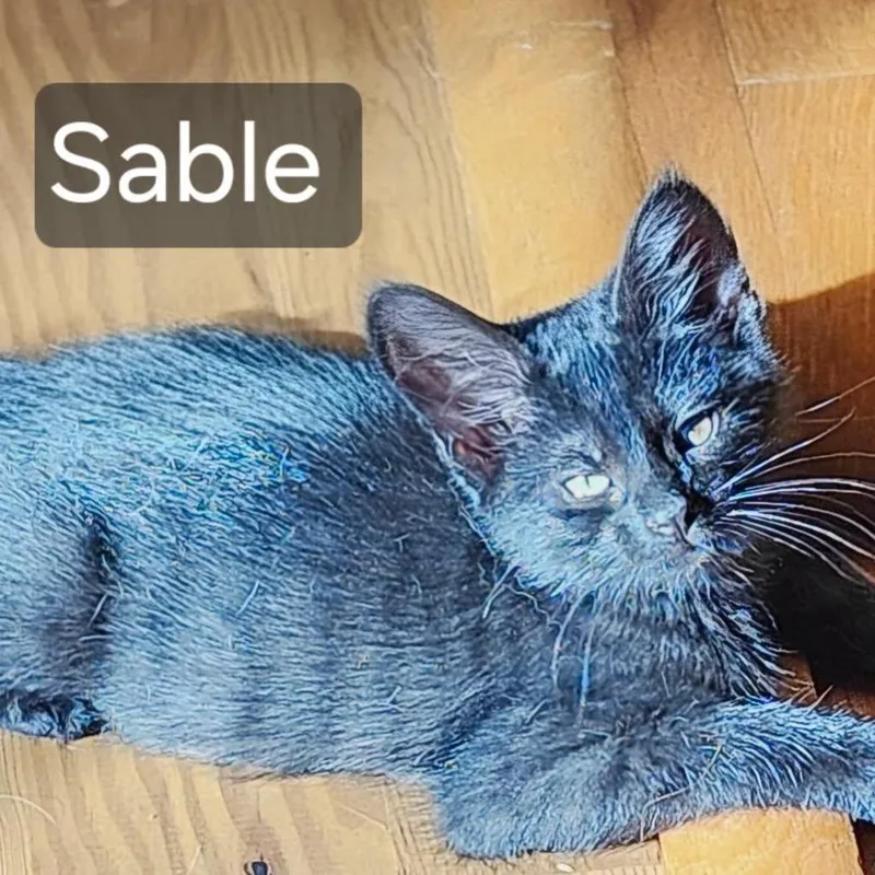 A baby small-sized female Black Domestic Short Hair cat named Sable for adoption in Rochester, MN