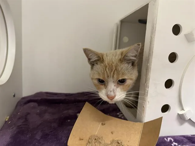 A young small-sized male Domestic Short Hair cat named Baron Von Meow for adoption in Ontario, CA