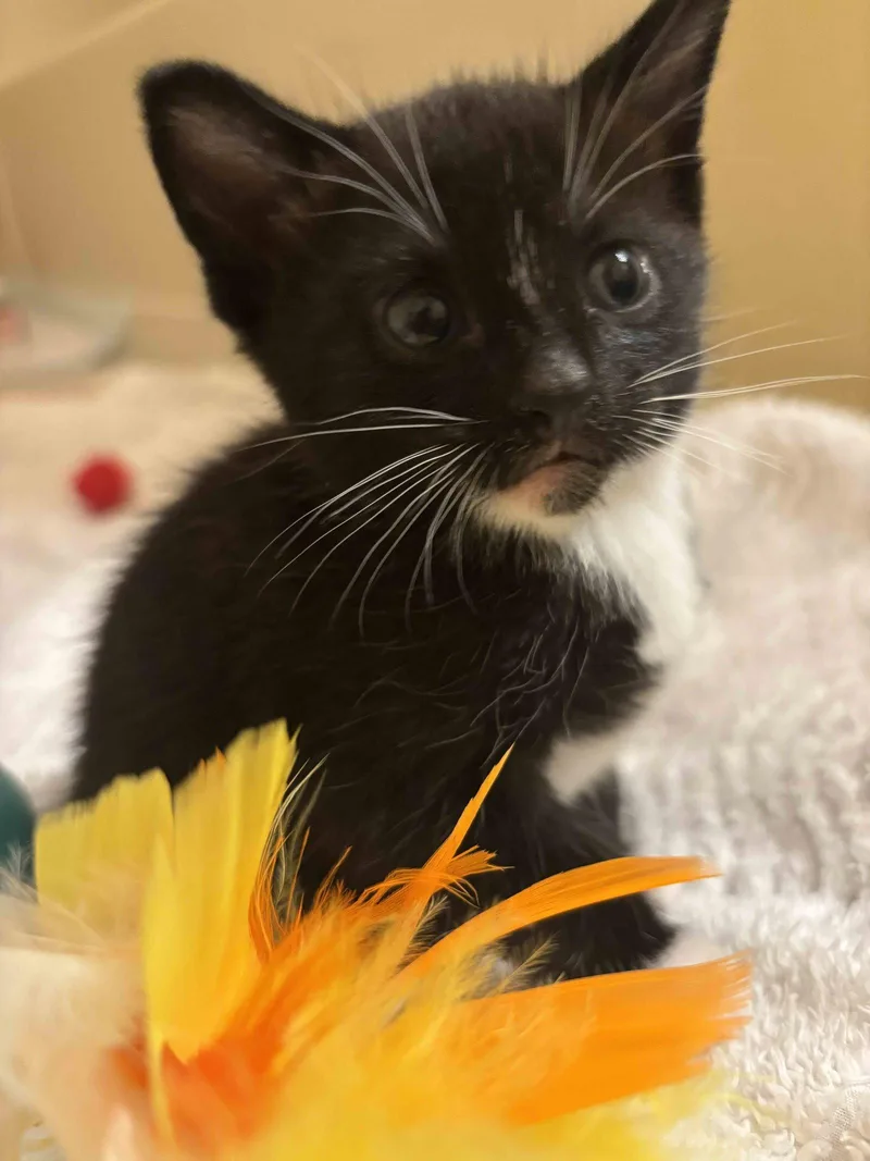 A baby medium-sized male Black & White / Tuxedo Domestic Short Hair cat named Cash for adoption in Buford, GA