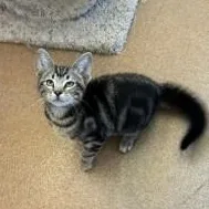 A baby large-sized male Black Bengal cat named Woody for adoption in Murphy, TX