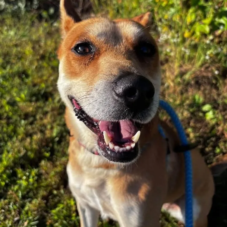 An adult medium-sized female German Shepherd Dog dog named Ember for adoption in Manassas, VA