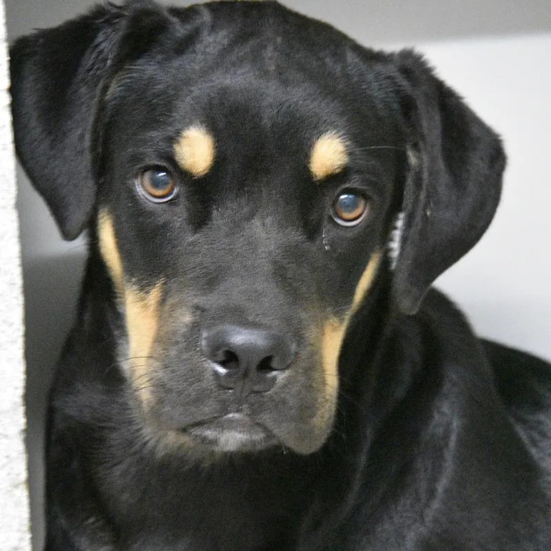 A young large-sized male Black Labrador Retriever dog named Ross for adoption in Columbus, NC