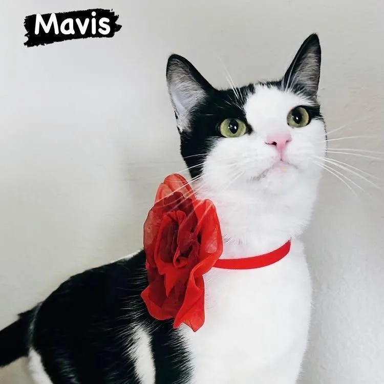 A young small-sized female White Domestic Short Hair cat named Mavis for adoption in Los Angeles, CA