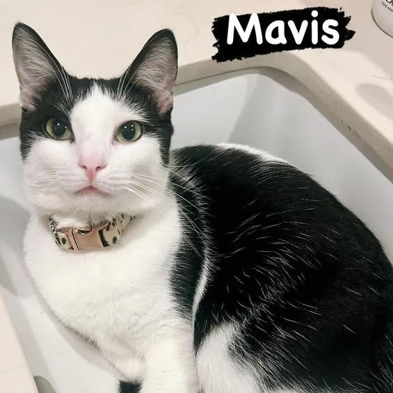 Mavis thumbnail 4