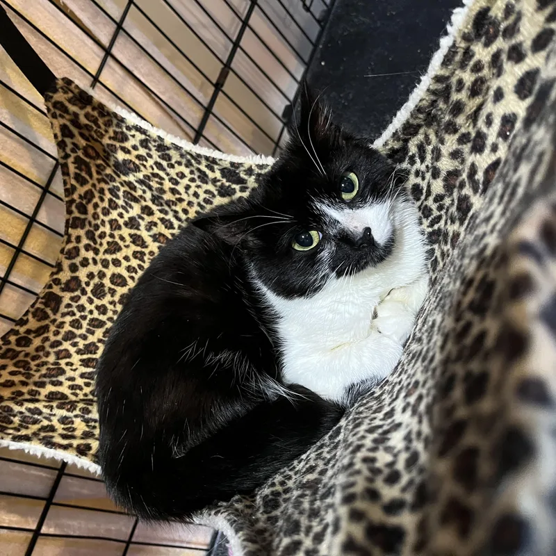 A baby small-sized female Black & White / Tuxedo Domestic Short Hair cat named Buttons for adoption in Salisbury, MA