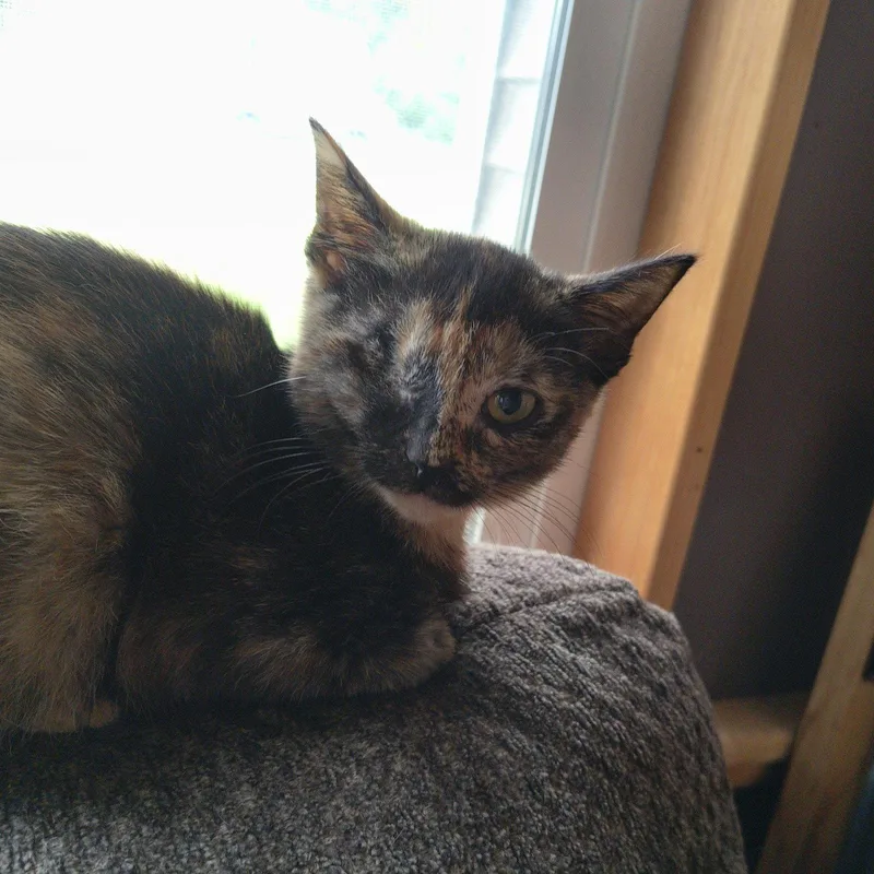 A young medium-sized female Domestic Short Hair cat named Peep for adoption in Rochester, NY