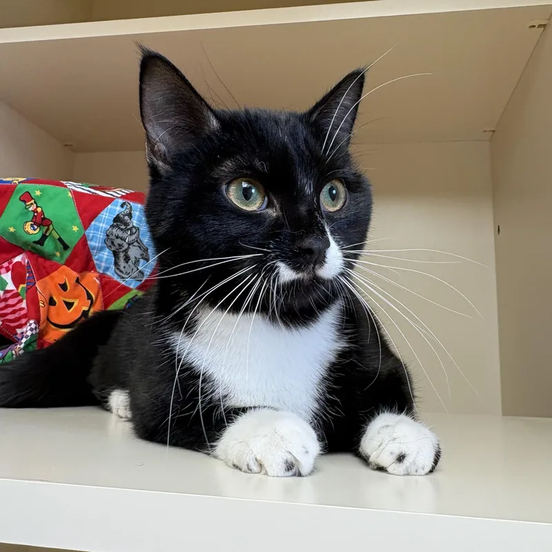 A young medium-sized female Black & White / Tuxedo Domestic Short Hair cat named Juniper for adoption in Hays, KS