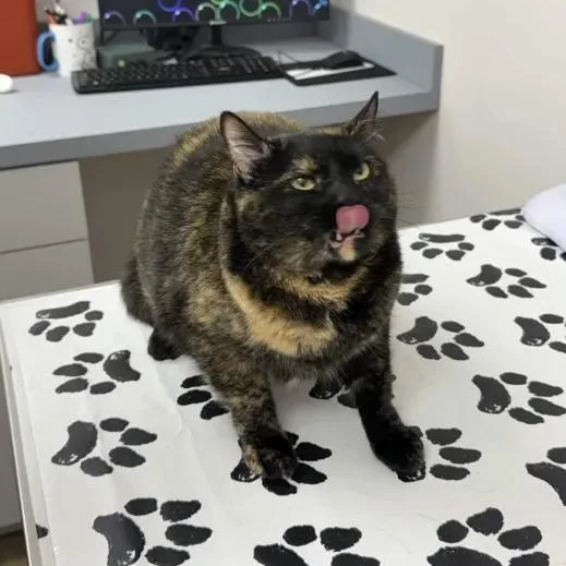 Pepper & Pancake thumbnail 2