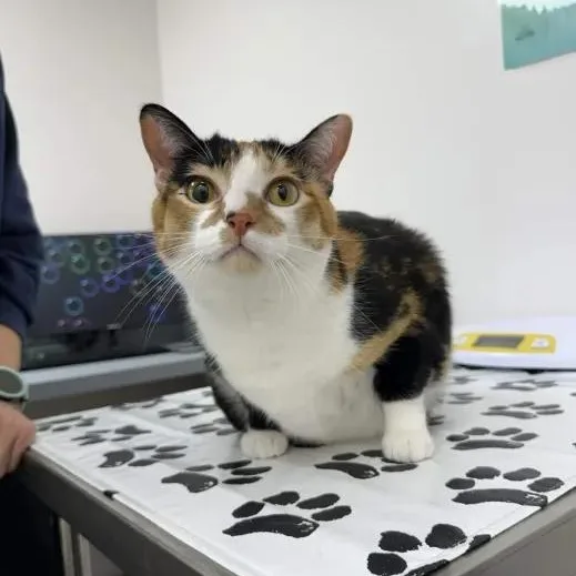 Pepper & Pancake thumbnail 4