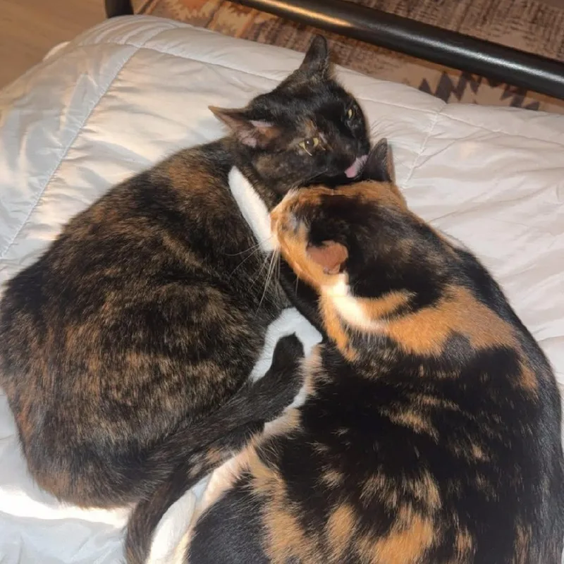 Pepper & Pancake thumbnail 5